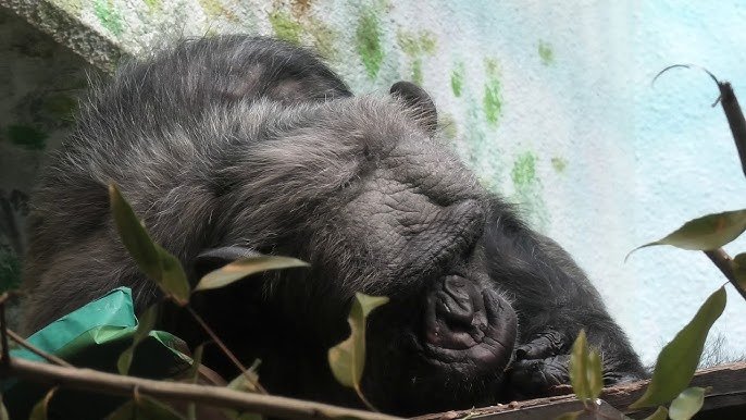 🦁 완파쿠 고치 동물랜드 (완파쿠 코우치 아니마루란도) 이미지 7